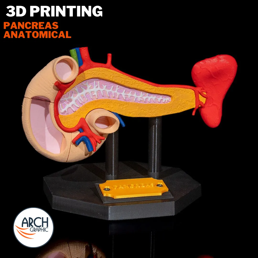 3D printed pancreas anatomical model for medical education and school projects in UAE