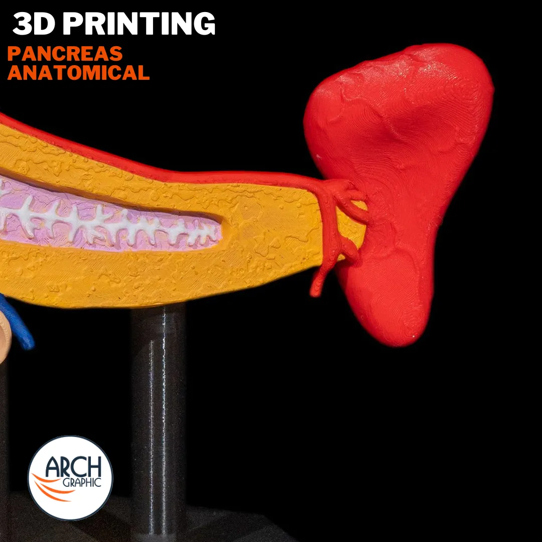 3D printed anatomical model of the pancreas for medical training in UAE and Sharjah
