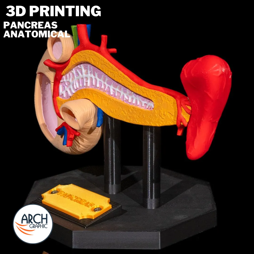 3D printed pancreas training model for anatomy lessons in schools, universities, and medical centers in UAE