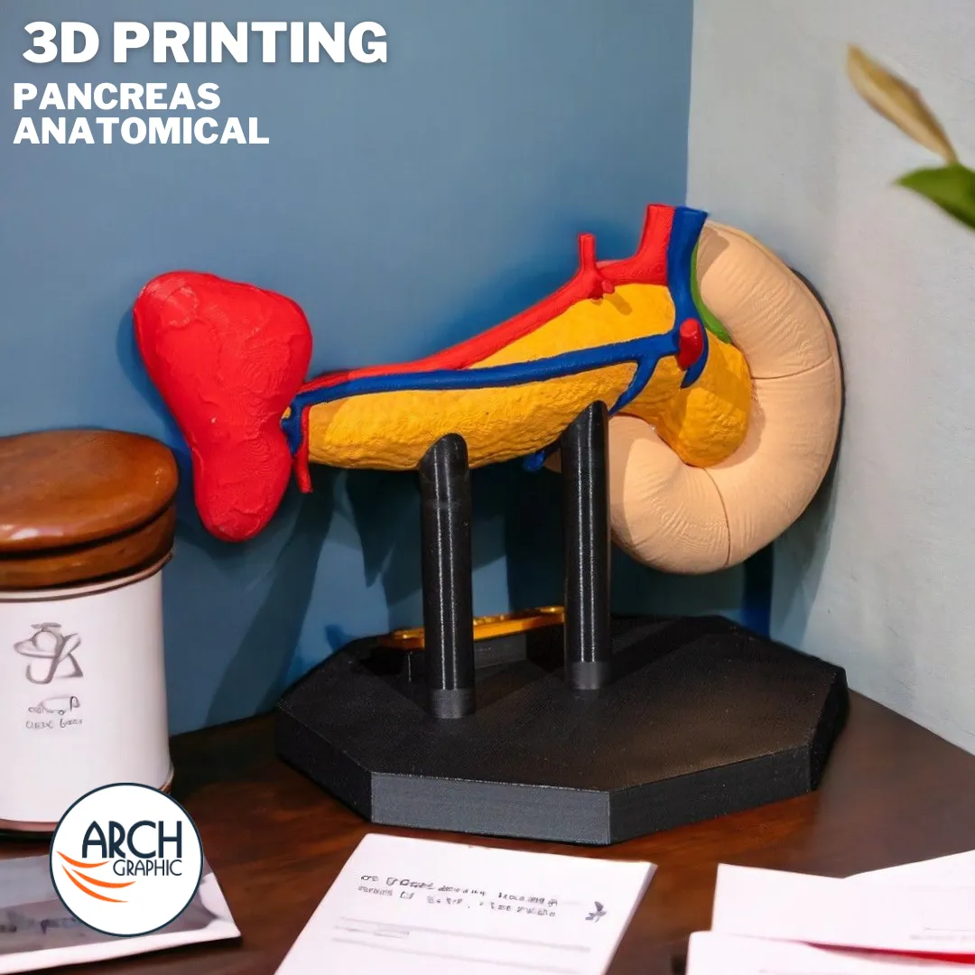 3D printed pancreas anatomical model with labeled sections for detailed medical training in UAE