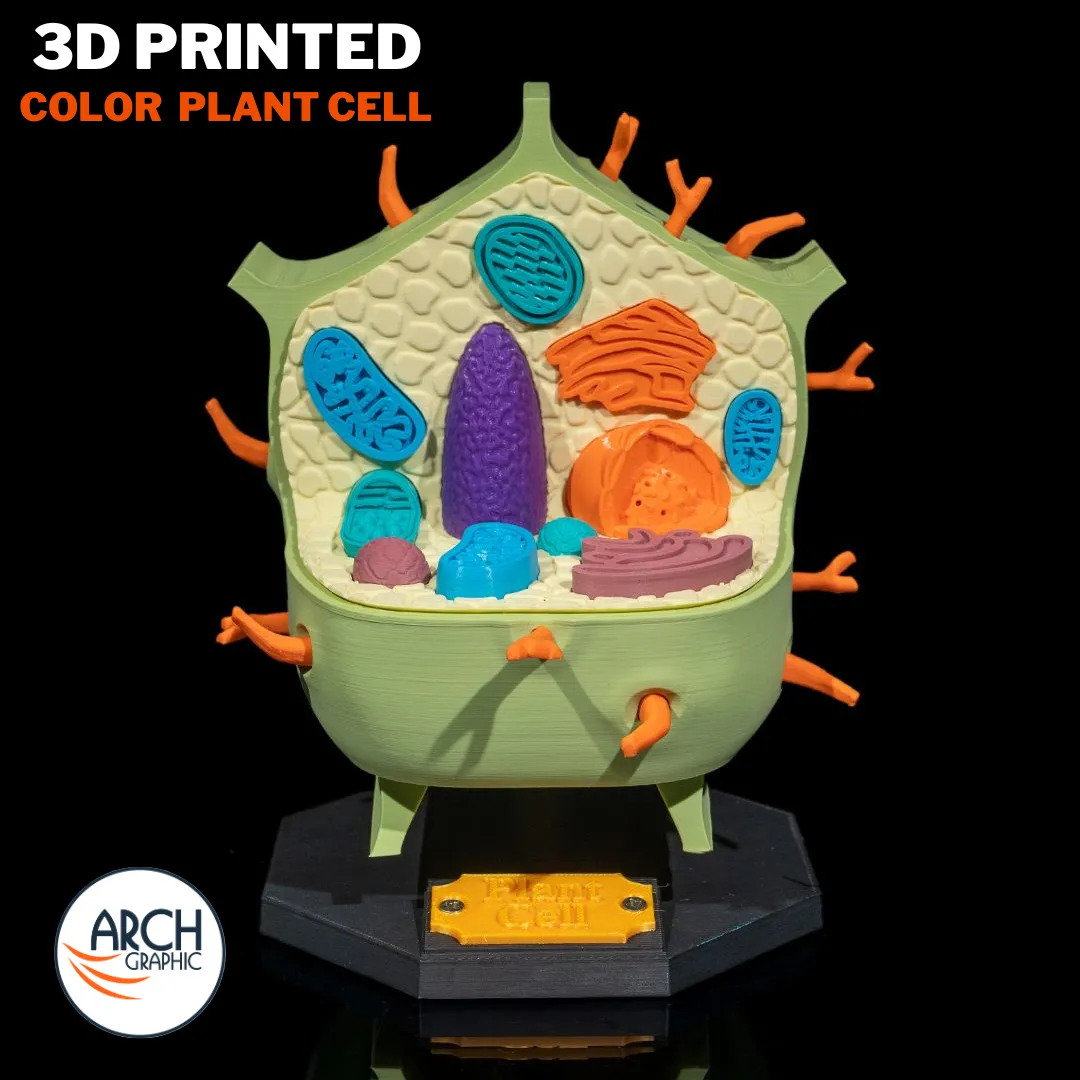 3D Printing Color Plant Cell for school projects and student education in UAE