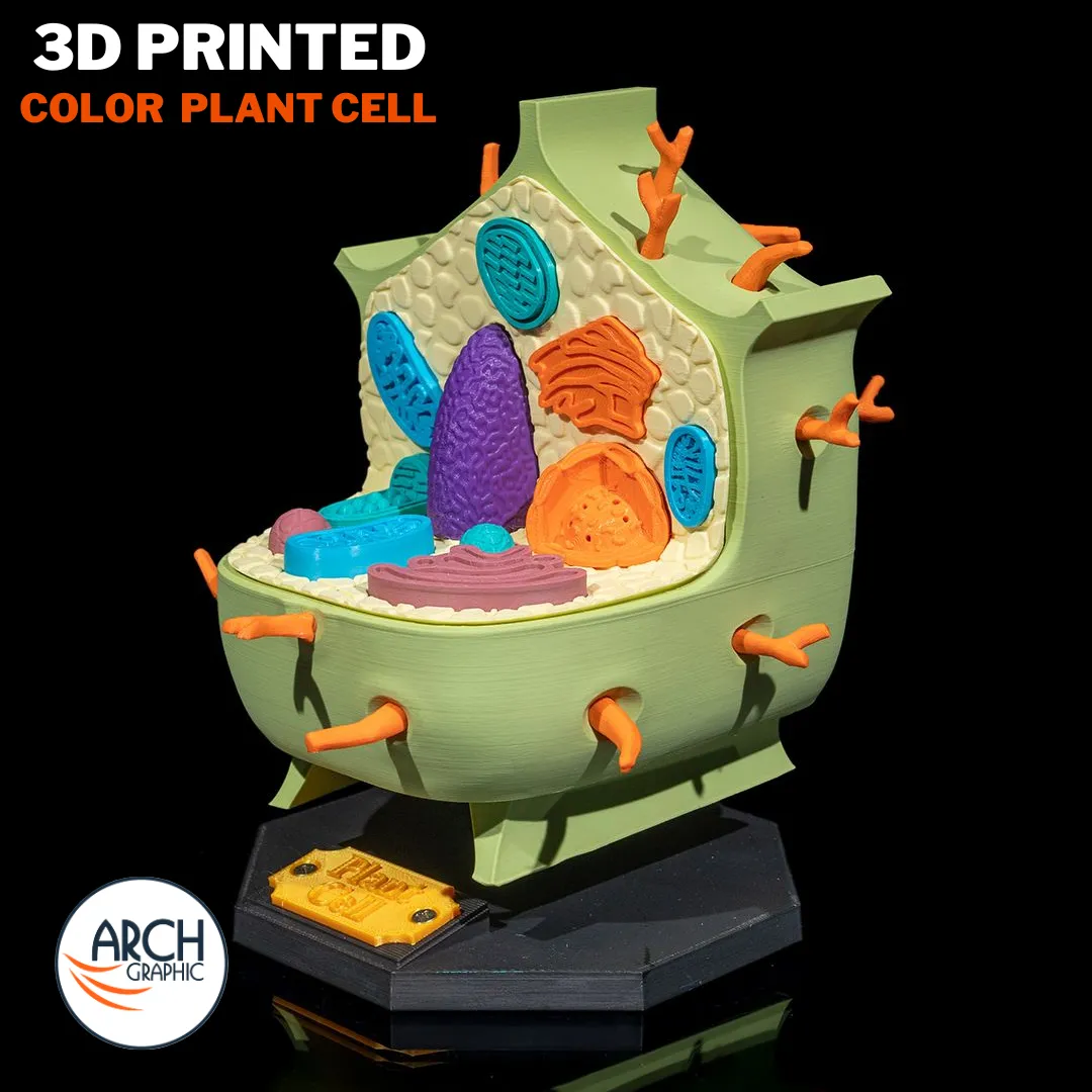 Side view of 3D printed plant cell model displaying depth and structure for student projects in UAE