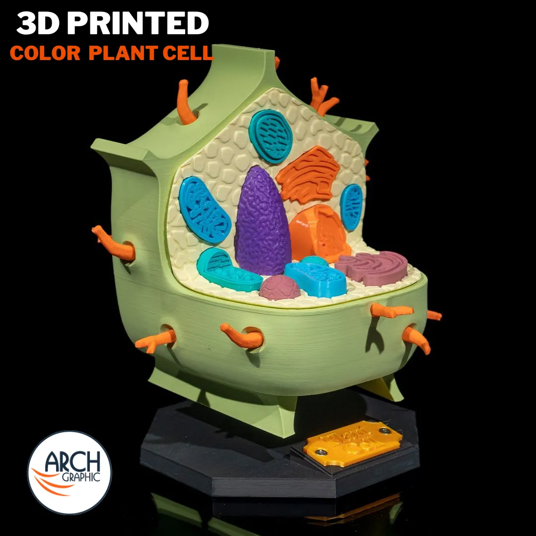 3D printed plant cell model showing chloroplasts and mitochondria for student learning in UAE