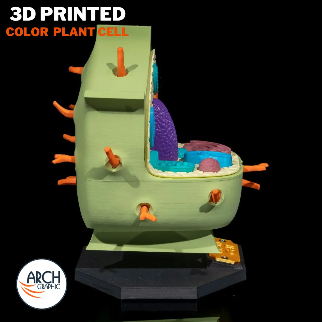 Full 3D printed plant cell model on a stand for educational use in UAE