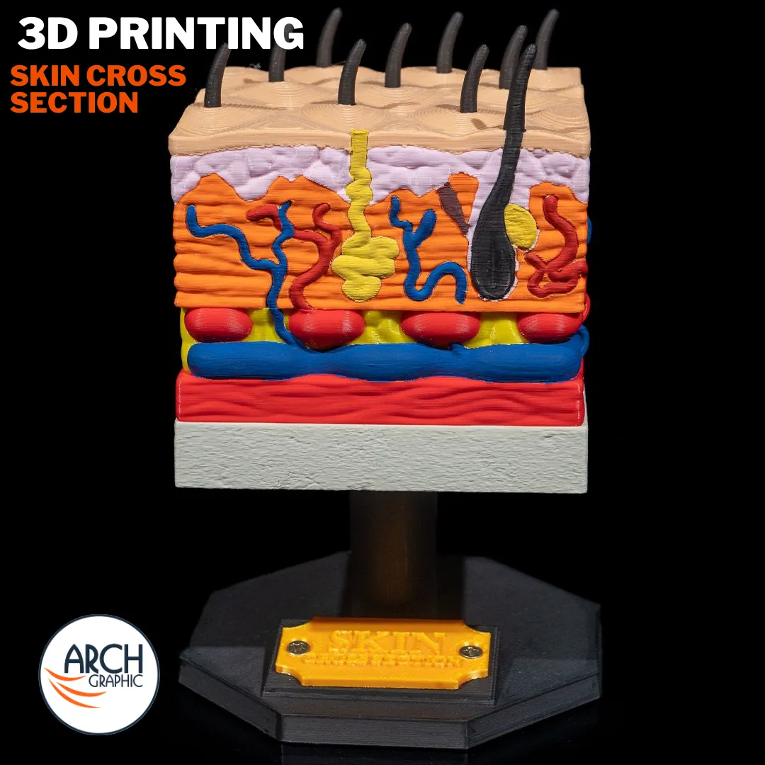 3D printed skin cross-section anatomical model for medical education and school projects in UAE