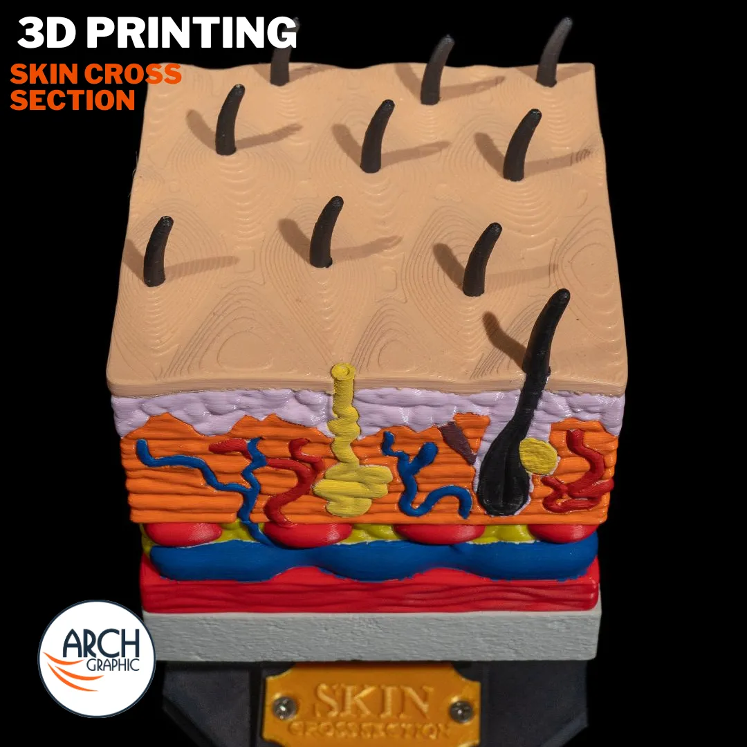 3D printed anatomical model of human skin for medical training in UAE and Sharjah