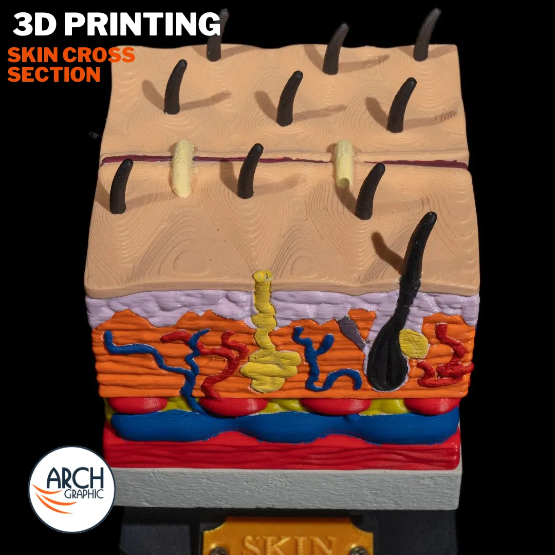3D printed skin cross-section anatomical model with labeled structures for detailed dermatology training in UAE