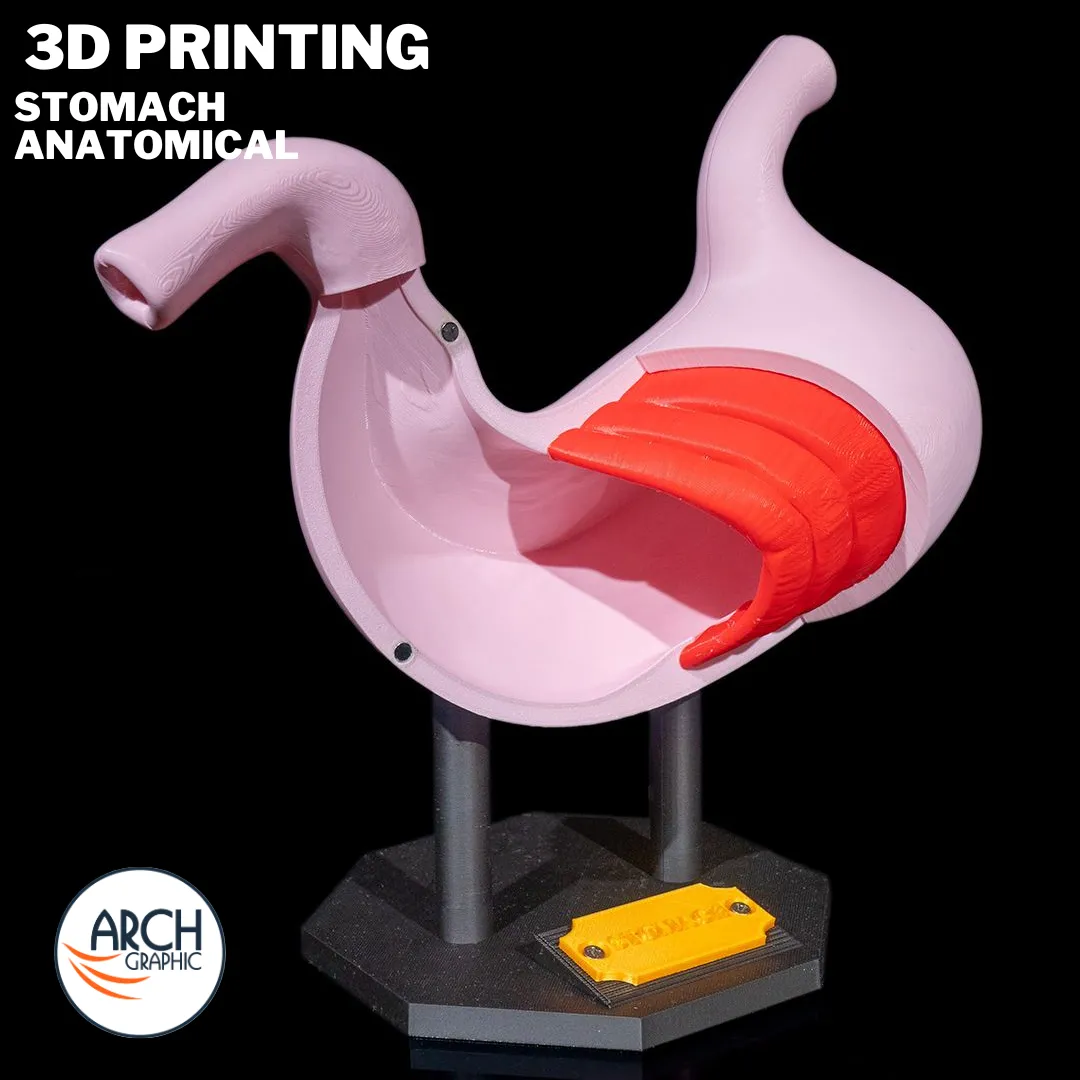 3D printed stomach anatomical model for medical education and school projects in Dubai, Sharjah, Al Ain, and Abu Dhabi
