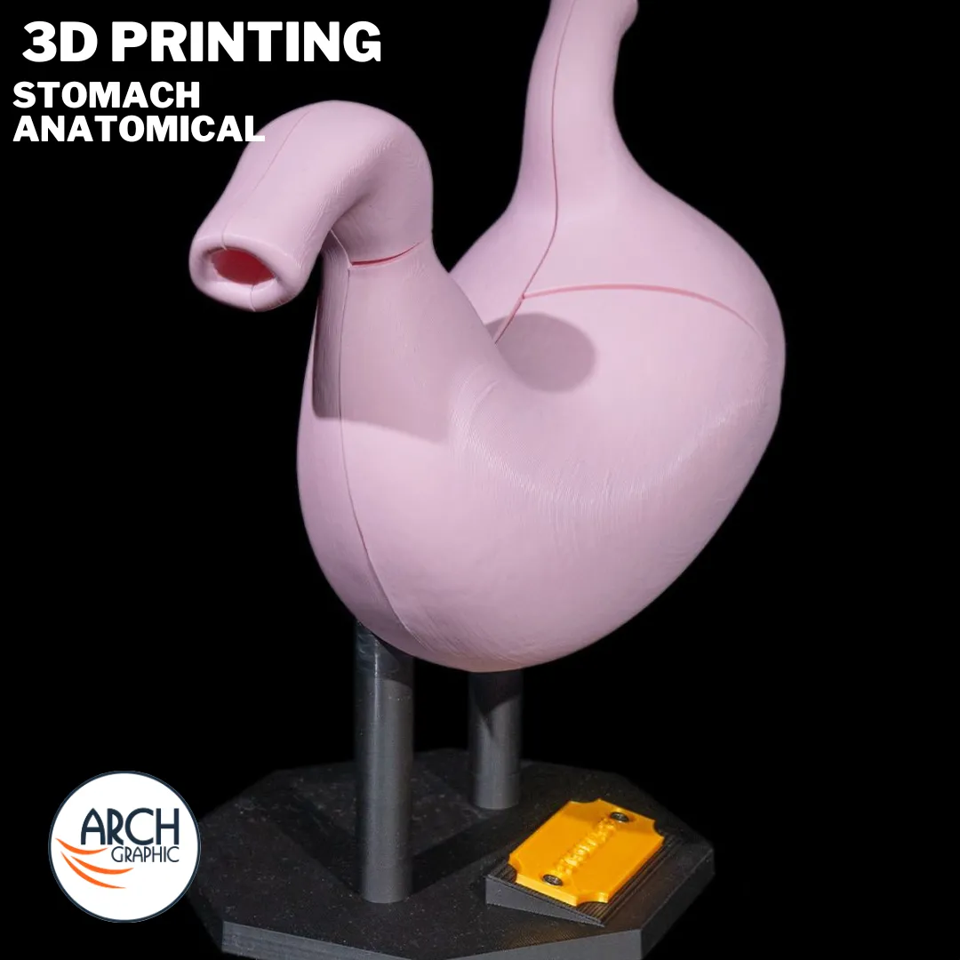 3D printed stomach training model for anatomy lessons in schools, universities, and medical centers in Ajman