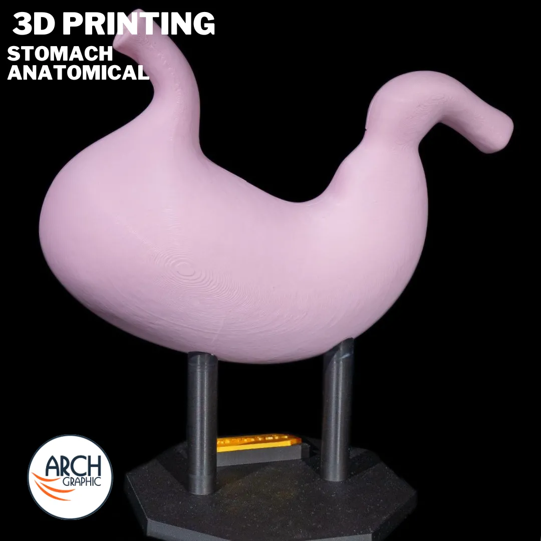 3D printed stomach anatomical model with labeled sections for detailed medical training in Ras Al Khaimah