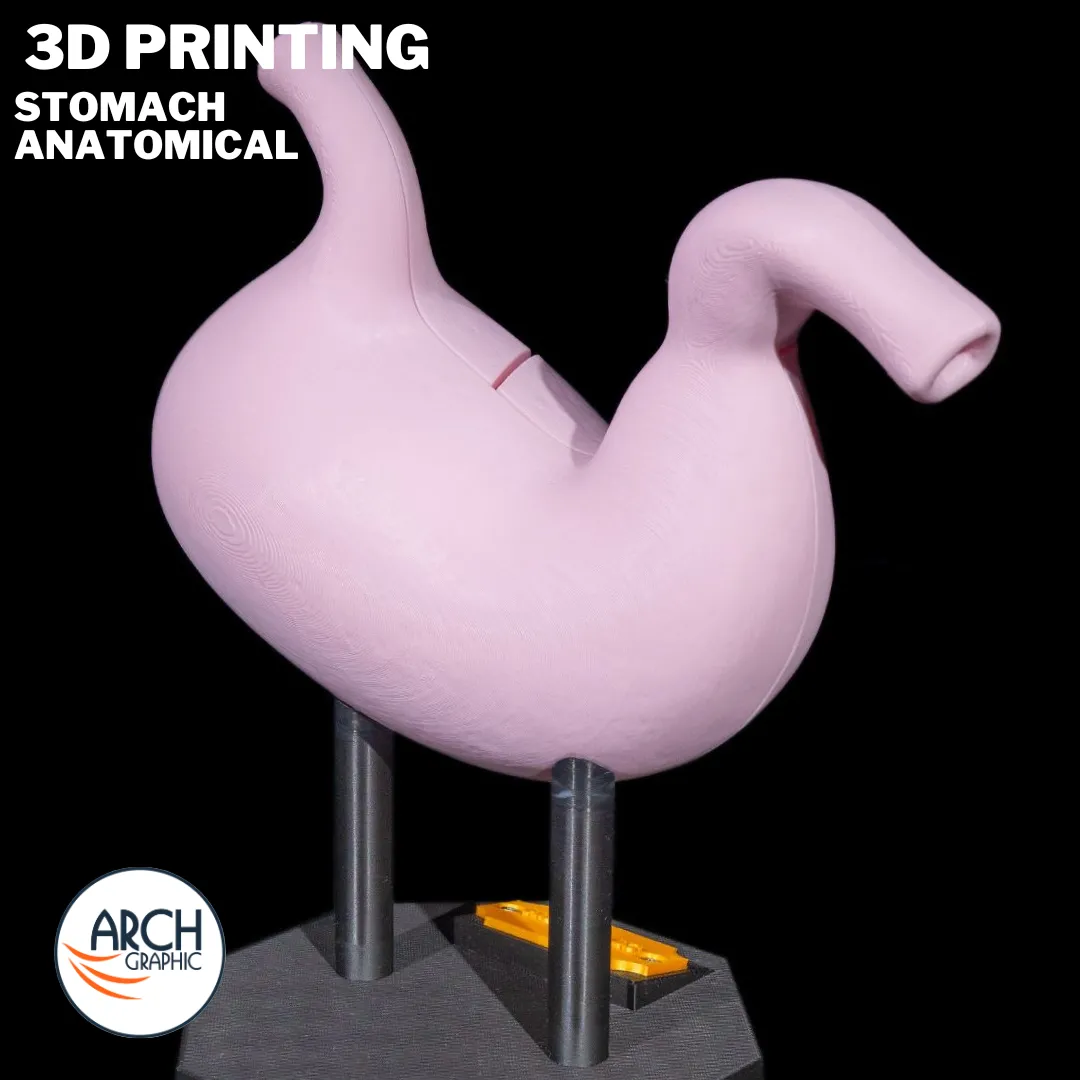 3D printed stomach anatomical model for medical education and school projects in UAE